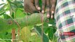 How to cut up Jackfruit Natural 4m Jack fruit Tree | Health Benefits of Ripe Jakfruit Rural Food
