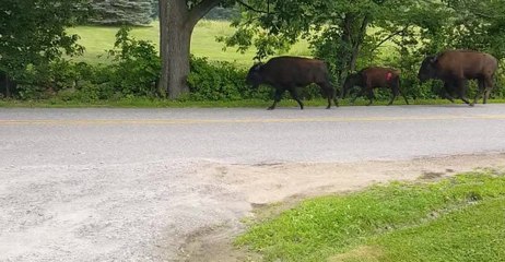 Herd of Bison Spotted on the Loose After Escaping Local Farm