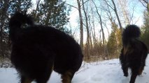 GoPro Dog Forest Hike!