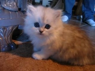 Caïleen de Coton British, notre petite British Longhair