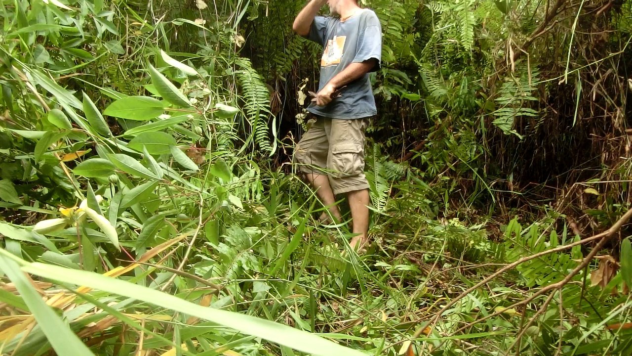 Explore Tamparuli jungle - Borneo sabah
