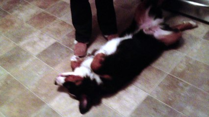 Extremely lazy dog refuses to go to bed!