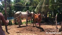 How To Breds Cows  Kỹ Thuật Phối Giống Bò -ការបង្កាត់ពូជសត្វគោ- #40 (Teaser)