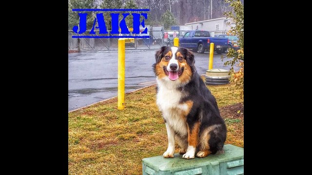 DC Dog Traines- Best Dog Training Services in Washington DC