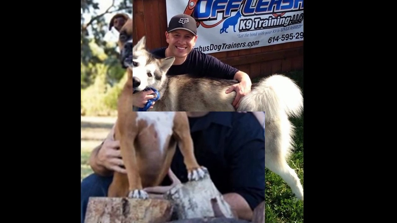 Expert Dog Trainers in Long Island - Long Island Dog Trainer