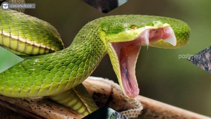 10 Animals You Should Never Keep as a Pet