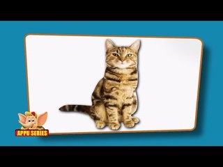 Pet Animals - Flap Book