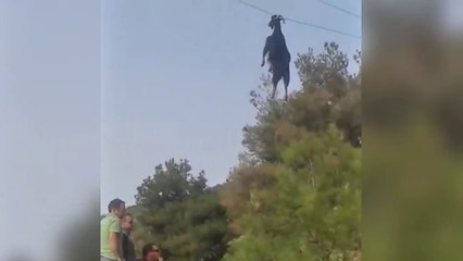 Mais comment cette chèvre a fini là ???