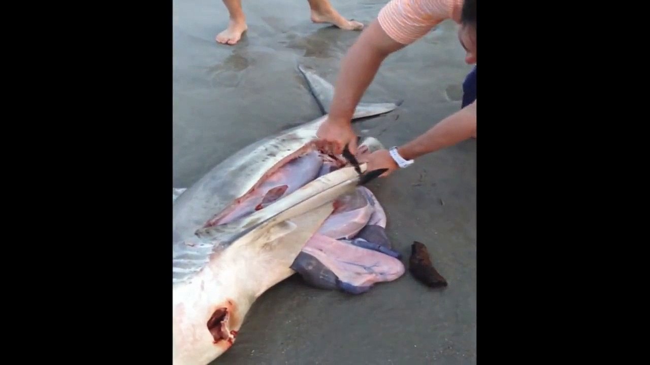 This guy opens the belly of a dead shark to save 3 baby sharks stuck in it