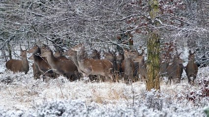 店橋憲一の動物シリーズ28