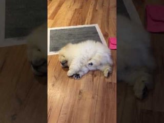 Puffie the Chow Chow has an Itch He Just Can't Scratch