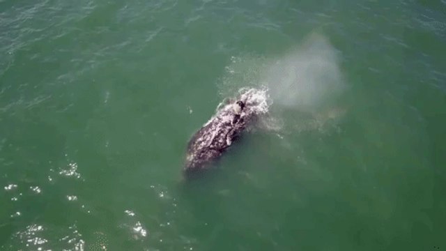 Grey Whale Creates Rainbow Using Blowhole