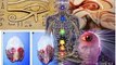 L'un des plus grands secrets de l'humanité :The secrets of the pineal gland