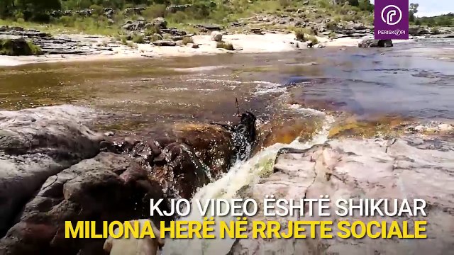 Qeni po mbytej në ujë, veprimi që bëri shoku i tij i ka lënë pa fjalë të gjithë!