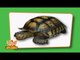 Flash cards for children - Reptiles