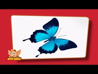Flashcards for kids - Insects