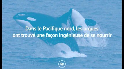 Dans le Pacifique Nord, les orques ont trouvé une façon très ingénieuse de se nourrir