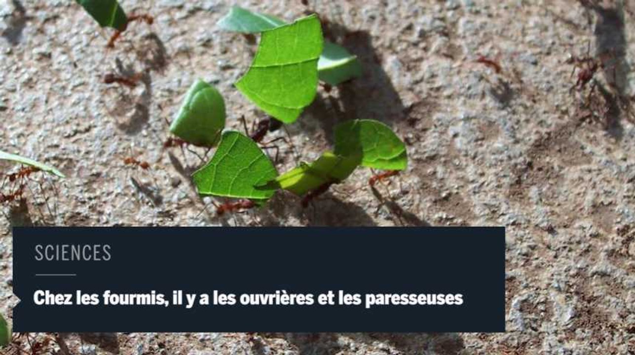 Chez les fourmis, il y a les actives et les paresseuses