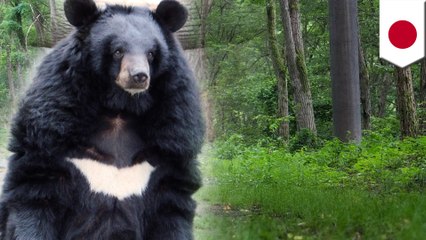 サイクリング中の男性、クマに襲われる　秋田