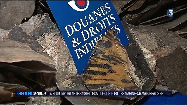 Saisie record d'écailles de tortues marines
