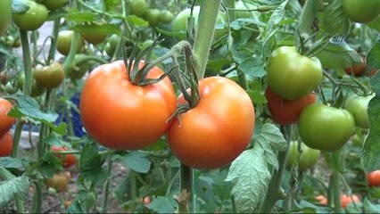 Mersin'de Prof. Dr. Canan Karatay'a Domates Tepkisi Büyüyor