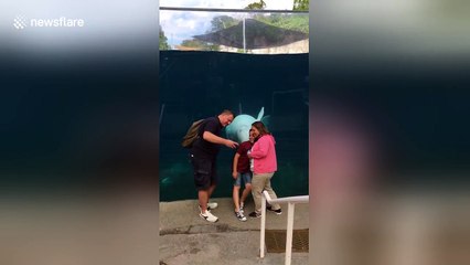 Beluga whale photobombs family