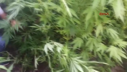 Niğde' de Uyuşturucu Operasyonu