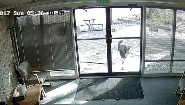 Kapıyla Verdiği Mücadelenin Kazananı Keçi Oldu! Görüntüleri İzlenme Rekoru Kırıyor