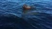 Un adorable golden retriever sauve un faon de la noyade et le ramène sur le rivage - La vidéo fait le tour du monde