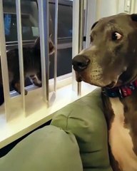 Ce chaton fait sa loi devant un énorme chien