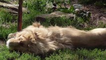 White lion roars in sleep