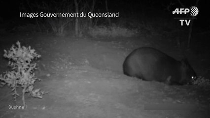 Australie: naissance d'un rarissime wombat à nez poilu du Nord