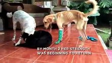 Homem não queria mais seu cão então jogou-o no esgoto