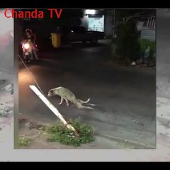 Video dakh kr 100% maza ay to like kr dan