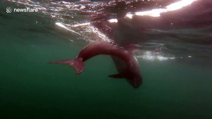 Cool encounter with dolphin off Cornwall, UK