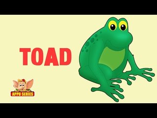Animal Sounds - Toad