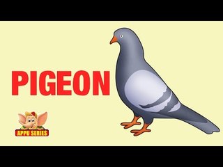 Animal Sounds - Pigeon