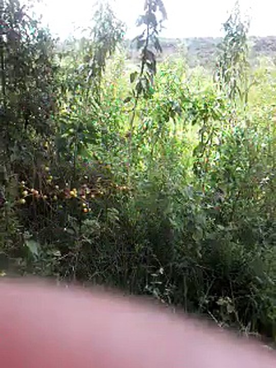 Blas Antonio Arguello Martínez PRESUNTO ASESINO DE POLICÍUAS EN SIDEPAR 3000