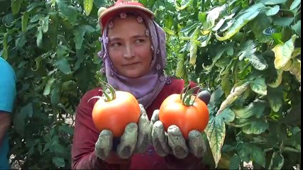 Prof. Dr. Canan Karatay’a Domates Tepkisi Büyüyor