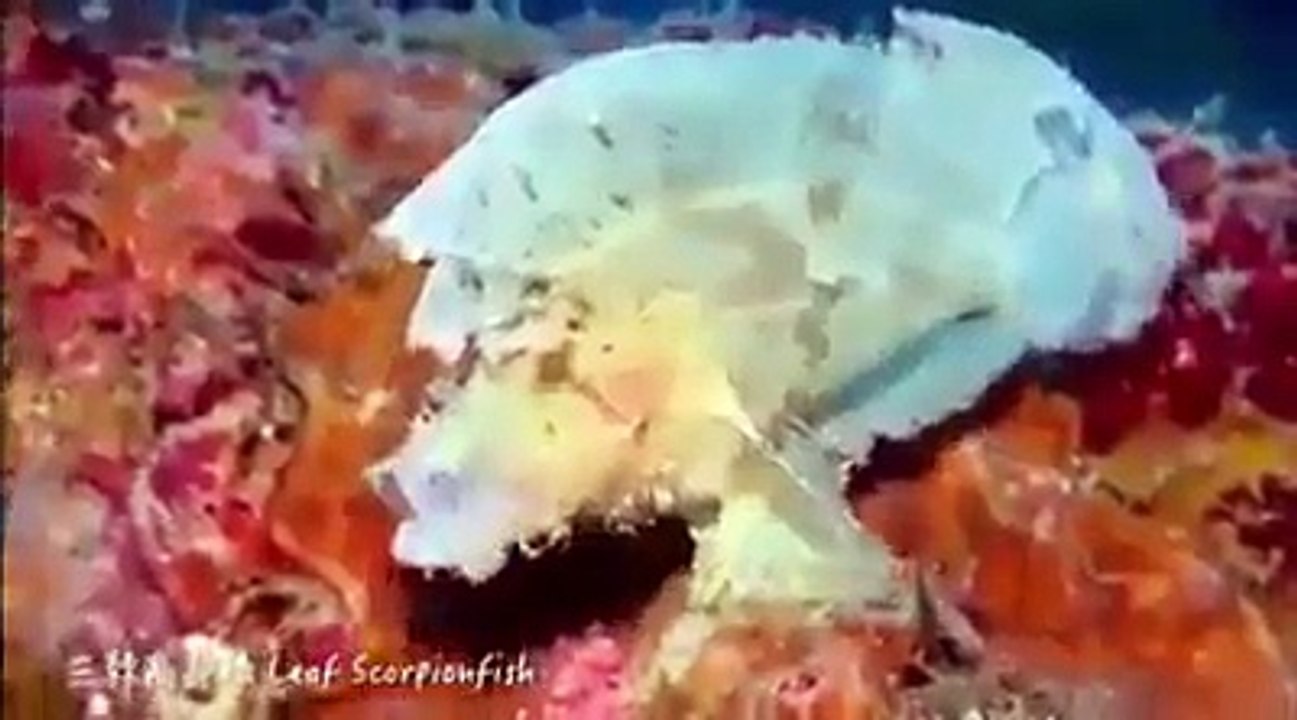 الله پاک کی قدرت کے حسین نظارے - ایسی مچھلیاں جو شاید آپ نے پہلے کبھی نہ دیکھی ہوں