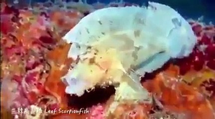 الله پاک کی قدرت کے حسین نظارے - ایسی مچھلیاں جو شاید آپ نے پہلے کبھی نہ دیکھی ہوں