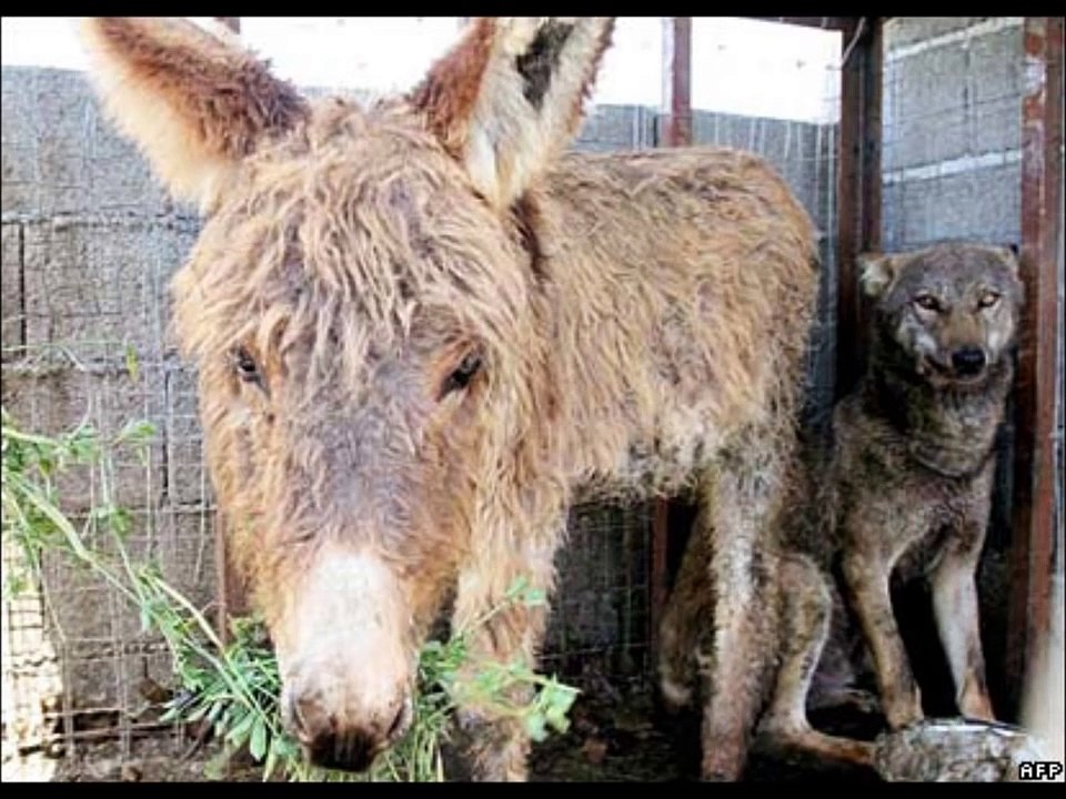 Dono de um burro coloca lobo esfomeado dentro de jaula para ver o que acontecia