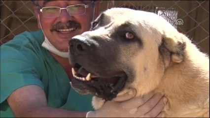 Felçli Sokak Köpeği 4 Aylık Tedaviyle Yürüdü