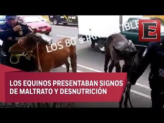 Caballos deambulan por Periférico y provocan movilización policiaca