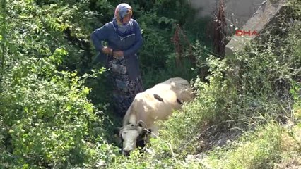 Kocaeli Dereye Düşen Ineği Itfaiye Kurtardı