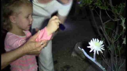 La flor de un cactus "muerto" del desierto de Arizona "reina" por una noche