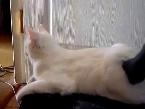 Кот на пылесосе. Вы видели такое | Cat on the vacuum cleaner