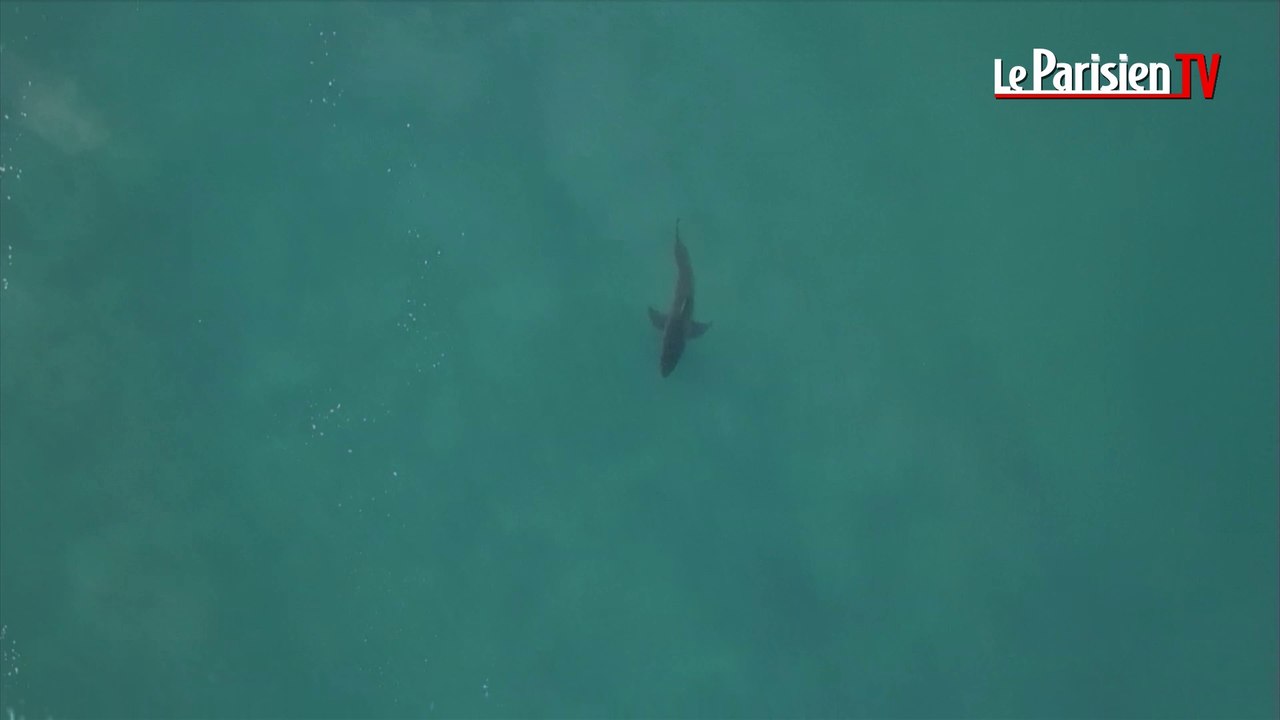 Une attaque de requin blanc lors d'une compétition de la World Surf League