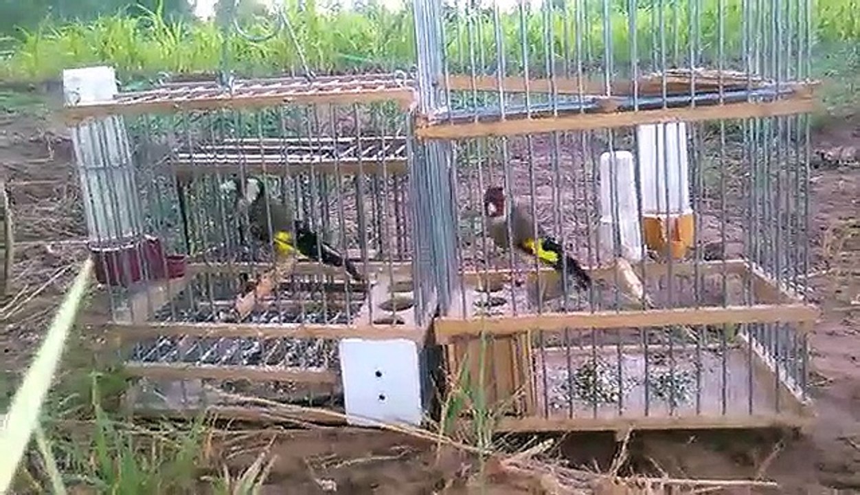 Parade nuptiale d'un magnifique Chardonneret de : Saad Ott