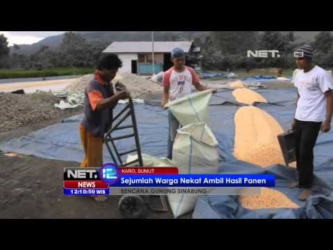 NET12 - Tim investigasi dibentuk sebagai upaya pemulihan lahan pertanian warga sekitar Sinabung